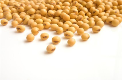 A selection of soy beans on a white background.