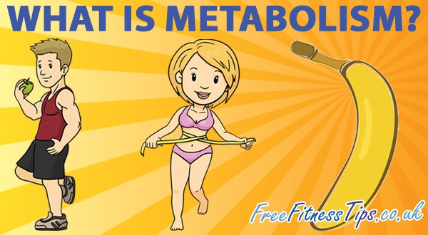 What Is Metabolism?