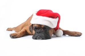 A dog sleeping with a Christmas hat on.