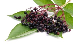 A collection of elderberries on a green leaf.