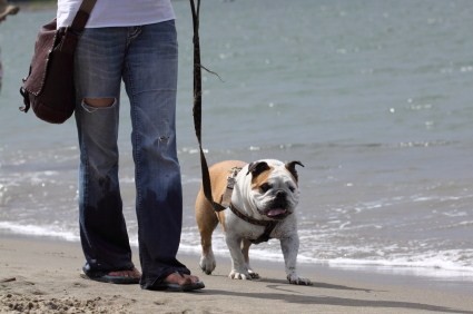 A dog walking on the beach.