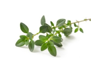 A sprig of thyme on a white background.