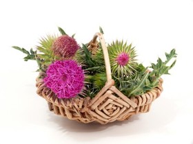 A basket containing milk thistle.