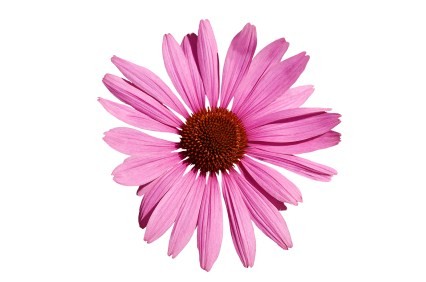 An echinacea flower on a white background.