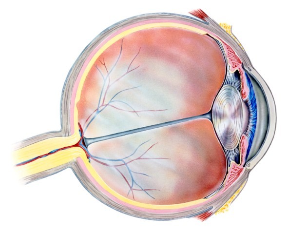 A drawing of an eye.