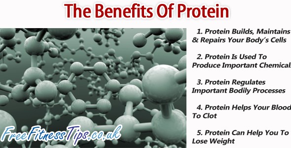 The Benefits Of Protein