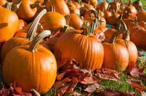A field full of pumpkins.
