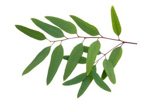 A eucalyptus leaf.