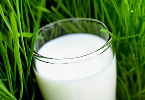 A glass of milk on a grassy field.