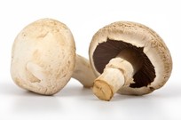 Two button mushrooms on a white background.