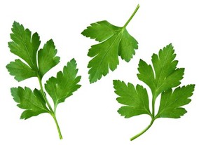 A selection of parsley leaves on a white background.