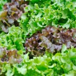A selection of fresh lettuce.