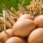 A selection of eggs in a nest.
