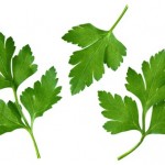 A selection of parsley leaves on a white background.