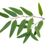 A eucalyptus leaf.