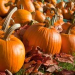 A field full of pumpkins.