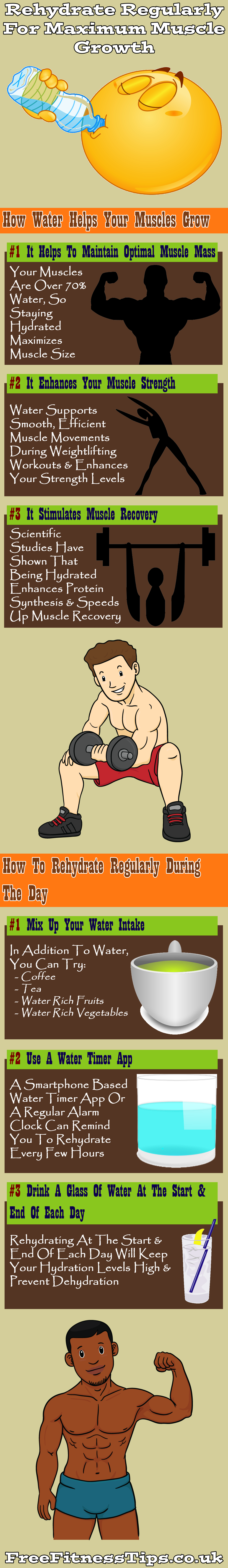 Rehydrate Regularly For Maximum Muscle Growth Infographic